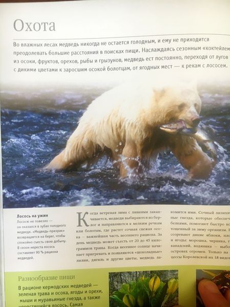 Ведмеді енциклопедія Велика 8024 фото