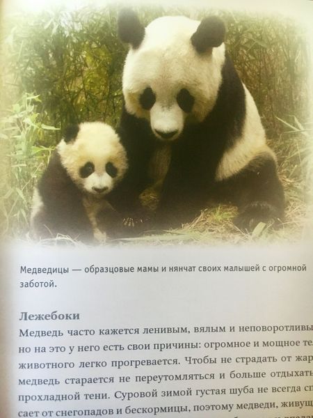 Ведмеді енциклопедія Велика 8024 фото